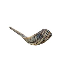 Amen Judaica 091128772269 Ram Horn Shofar From Israel Beautiful 12-14 Inch Natural