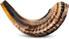 0m-cx30-npxf King David Shofars Shofar Horn Instrument Ram Angels Musical 12-14 Single