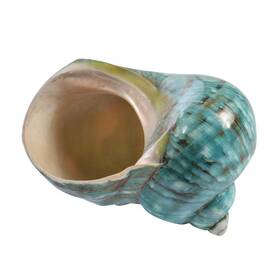 Wixine 657835794286 1pcs 10cm Green Turbo Natural Rare Real Sea Shell Conch Stunning
