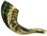 Nana Gifts Authentic Ram Horn Shofar From Israel, Clear Sound, Half Polished,.... Fixed Price $36.92.