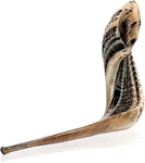 Holy Voice Kosher Ram Shofar Horn From Israel 12"-14" Traditional Half Polish.... Fixed Price $35.48.
